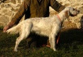 Setter Anglais BAYA DE PREBOIS Setter Anglais BAYA DE PREBOIS